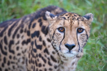 Closeup of a rare king cheetah