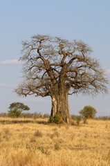 Gigantische baobabboom