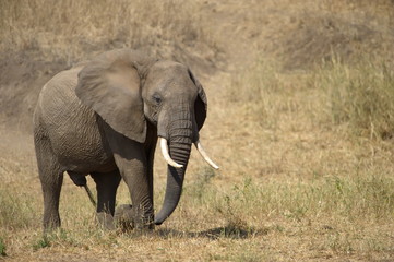 Fototapeta na wymiar Portrait of an African Elephant