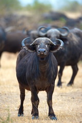 African Buffalo