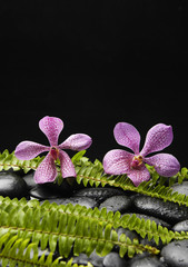 set of fern and two orchid on pebbles