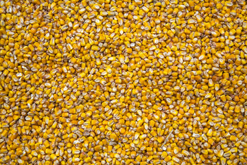 Texture of corn grains