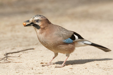 Eurasian Jay (Garrulus glandarius)