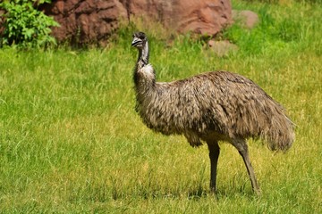 Ostrich Emu (Dromaiidae)