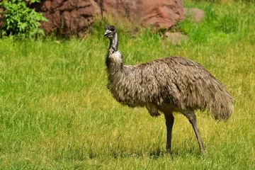 Papier Peint photo Lavable Autruche Ostrich Emu (Dromaiidae)