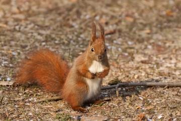 Red Squirrel (Sciurus vulgaris) asking for nuts