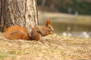 Red Squirrel (Sciurus vulgaris) eaten walnut