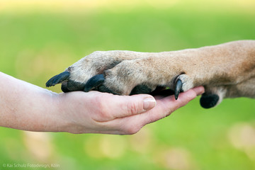 Fototapeta premium Pfote in Hand
