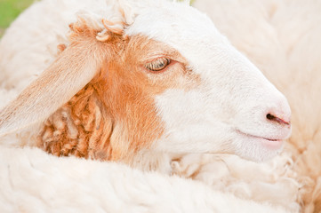 Naklejka premium sheep