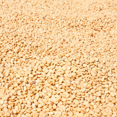 Farmer drying coffee beans in the sun