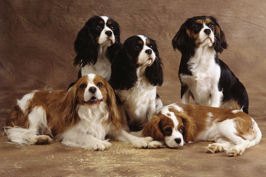 Groupe cavaliers King Charles
