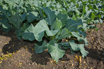 Green cabbage