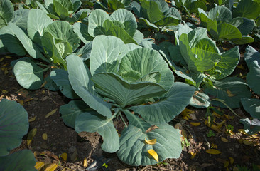 Brassica oleracea