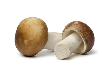 Russula mushrooms