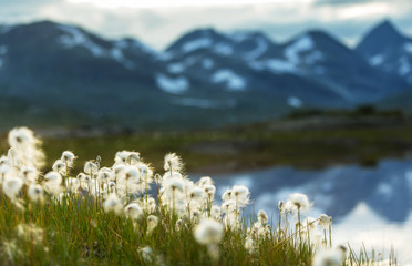 Cotton flowers © Galyna Andrushko