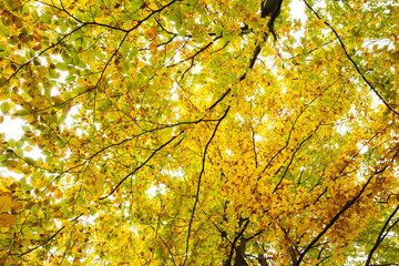 Detail shot of branches and autumnal leaves