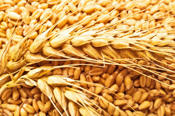Wheat grains and ears