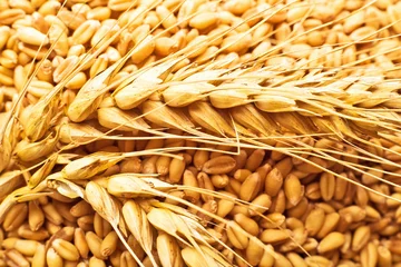 Fotobehang Wheat grains and ears © Bits and Splits