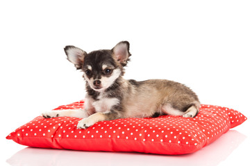chihuahua isolated on white background