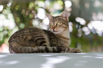 Fototapeta premium Tabby Cat