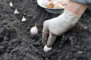 planting the garlic