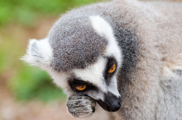 Lemur catta