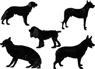 five black isolated dogs
