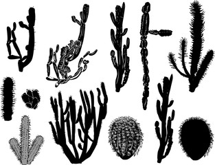 black cactus collection isolated on white © Alexander Potapov