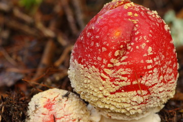 Mushroom amanita muscaria