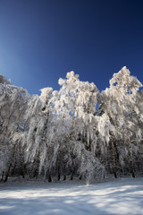 Winter trees in Beskid mountains, Poland