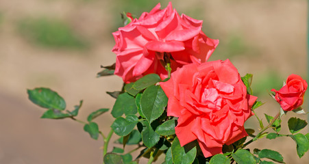 red roses