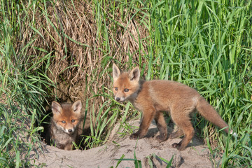 Young foxes playing near the hole. Red fox (Vulpes vulpes).