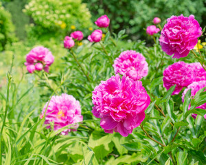 Pink peony flowers in the garden