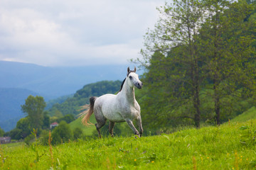 Naklejka na ściany i meble Gray Arab horse gallops on a green meadow