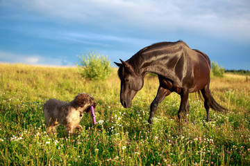 Black horse and briard dog