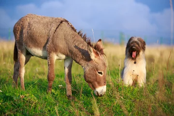 Foto auf Acrylglas Antireflex Grauer Esel und Briardhund © DragoNika