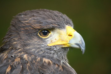 Closeup of a buzzard of harris