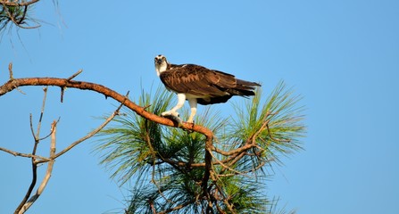 Osprey in the wild