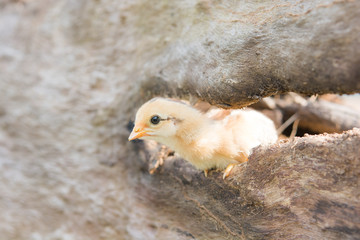 Single chick in timber