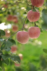 ふじりんご　（山形県朝日町）