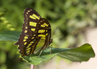Papillon Siproeta steneles