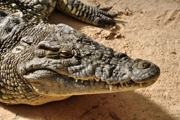 Photo sur Plexiglas Crocodile nile crocodile wild animal