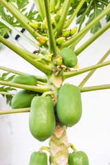 papaya on the papaya tree