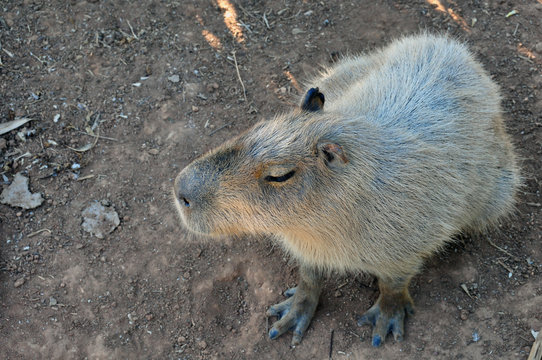 capybara rodent