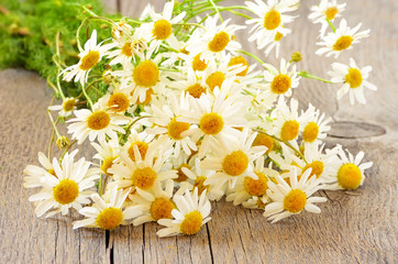 Fototapeta premium Chamomile flowers on table