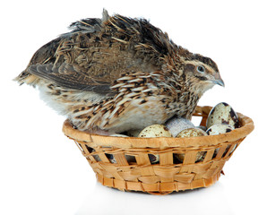 Young quail with eggs isolated on white