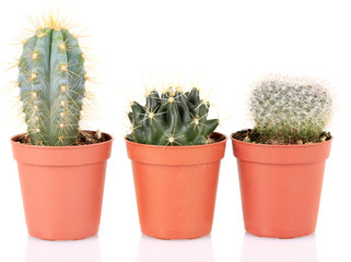 Collection of cactuses, isolated on white