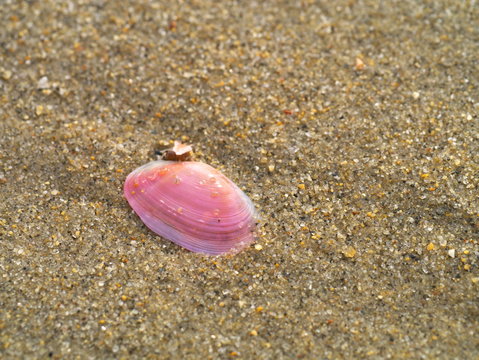 浜辺の桜貝