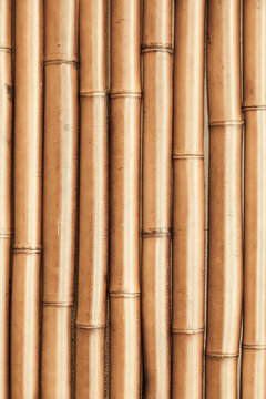 New shining bamboo wall vertical photo background texture