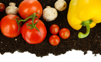 Vegetables on ground isolated on white